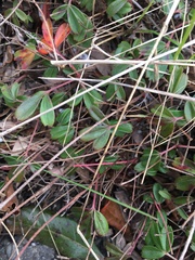 Sibbaldiopsis tridentata