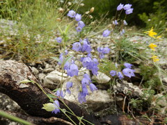 Campanula cespitosa