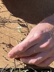 Tomostima cuneifolia