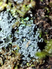 Fuscopannaria mediterranea