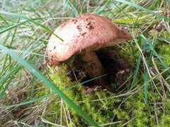 Tricholoma