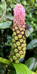 Phytolacca bogotensis