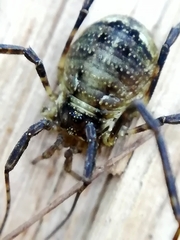 Oligolophus hanseni