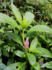 Phytolacca bogotensis