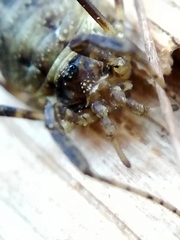 Oligolophus hanseni