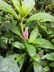 Phytolacca bogotensis