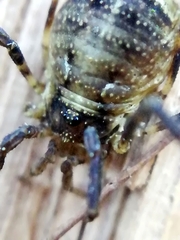 Oligolophus hanseni