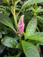 Phytolacca bogotensis
