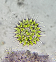 Pseudopediastrum boryanum longicorne