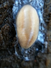 Argonemertes