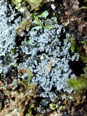 Fuscopannaria mediterranea