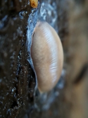 Argonemertes