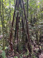 Socratea exorrhiza