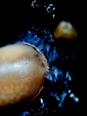 Argonemertes