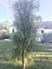Pinus elliottii