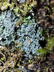 Fuscopannaria mediterranea