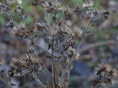 Pentanema squarrosum