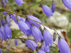 Campanula cespitosa