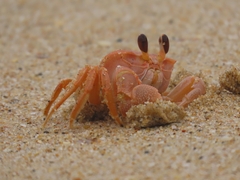 Ocypode madagascariensis