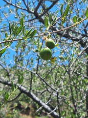 Vangueria triflora