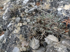 Genista albida