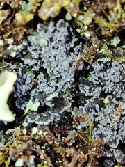 Fuscopannaria mediterranea