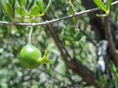 Vangueria triflora