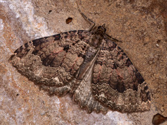 Triphosa dubitata
