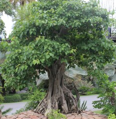 Ficus rumphii