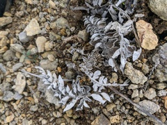 Psephellus declinatus