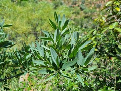 Rhoicissus revoilii