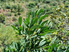 Rhoicissus revoilii
