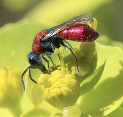 Chrysura