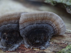 Trametes versicolor