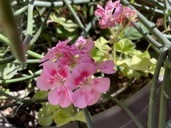 Pelargonium × hybridum