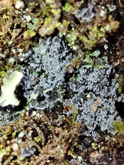 Fuscopannaria mediterranea