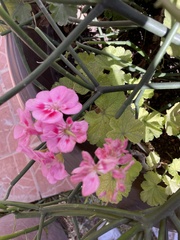 Pelargonium × hybridum