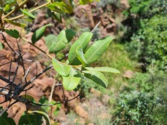 Ozoroa paniculosa