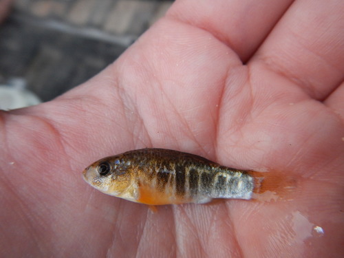 Red River pupfish (Cyprinodon rubrofluviatilis) — Cyprinodontidae — 2