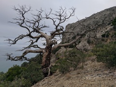 Pinus brutia pityusa