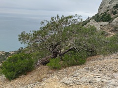 Pinus brutia pityusa