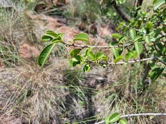 Vangueria parvifolia