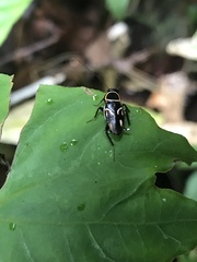 Sundablatta pulcherrima