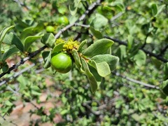 Vangueria parvifolia