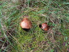 Tricholoma