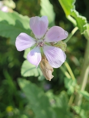 Tarasa capitata