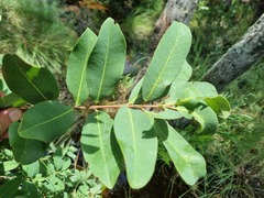 Syzygium × intermedium