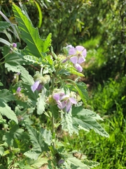Tarasa capitata