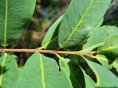 Syzygium × intermedium