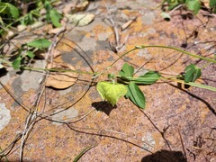 Dalechampia capensis